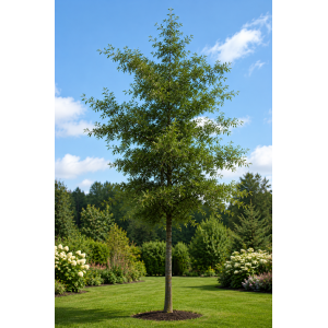 Jelša lepkavá  (Alnus glutinosa) ‘IMPERIALIS’  - výška 100-120 cm, kont. C3L